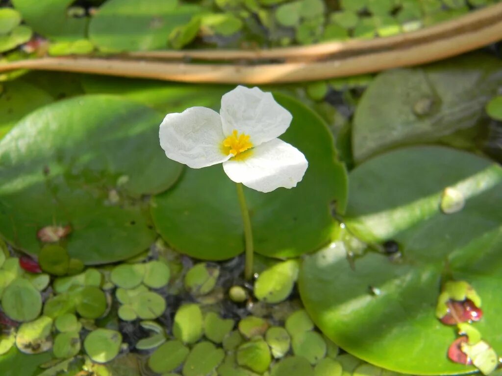 Водокрас обыкновенный. Водокрас Лягушачий. Водокрас Лягушачий (Hydrocharis morsus-Ranae). Водокрас обыкновенный (Hydrocharis morsus-Ranae).