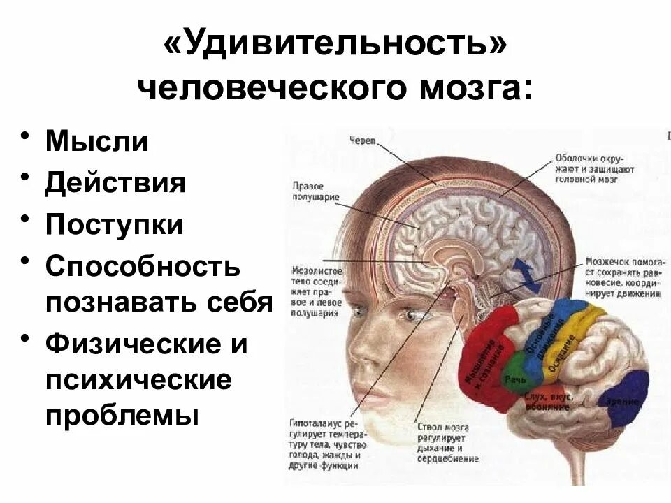 Основы работы мозга