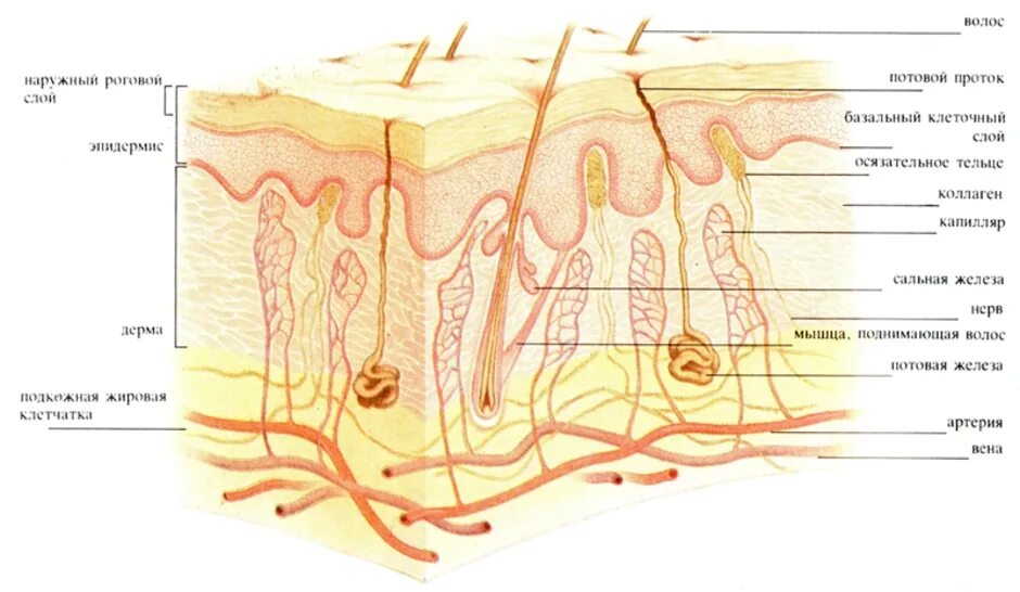 Кожа и ее строение тест. Эпидермис 2)  дерма. Дерма эпидермис подкожная. Строение кожи роговой слой дерма. Кожа схема эпидермис дерма.