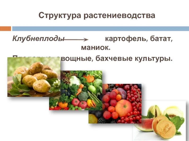 Что входит в структуру растениеводства. Строение клубнеплода. страны производители клубнеплодов. структура растениеводства. корнеплоды, клубнеплоды и бахчевые культуры транспортировка.