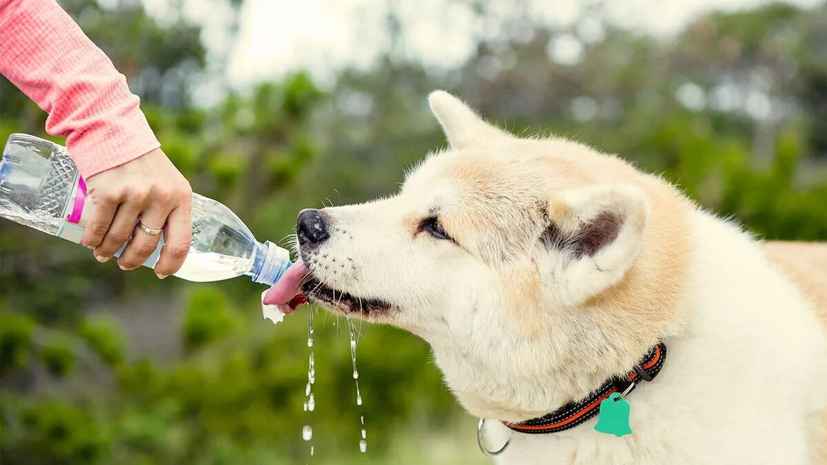 Питье животных. Собака пьет воду. Жажда у собаки. Собака лакает. Как поить собаку