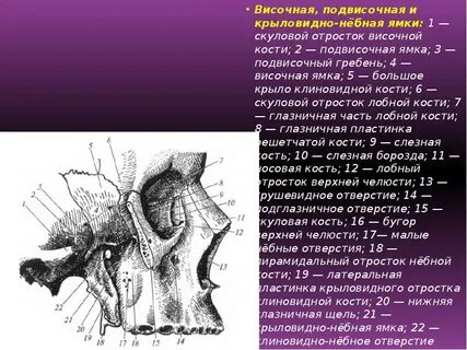 Крыловидно небная ямка сообщения
