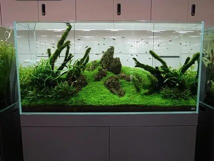 Амано аквариум