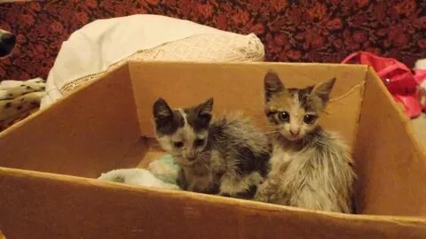 Птичий рынок продать котят