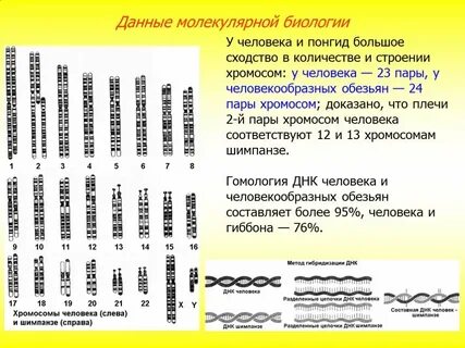 В яйцеклетке шимпанзе хромосом
