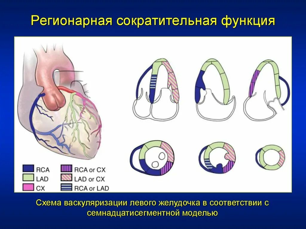 Кровоснабжение сердца схема по сегментам. Сегменты сердца при эхокардиографии. Сократительная функция сердца. Сегменты лж на ЭХОКГ.