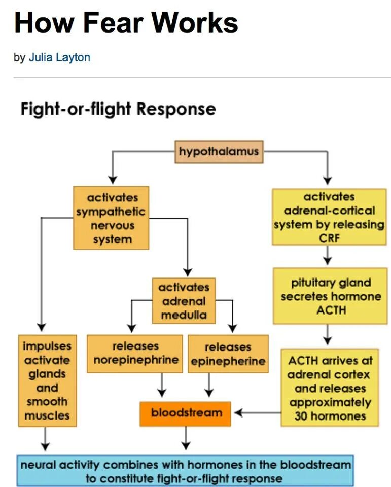 Flight response. Fight or flight response. fight or flight перевод. autonomous nervous system and stress. fight or flight fnf.