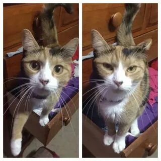 Где говорит кошка