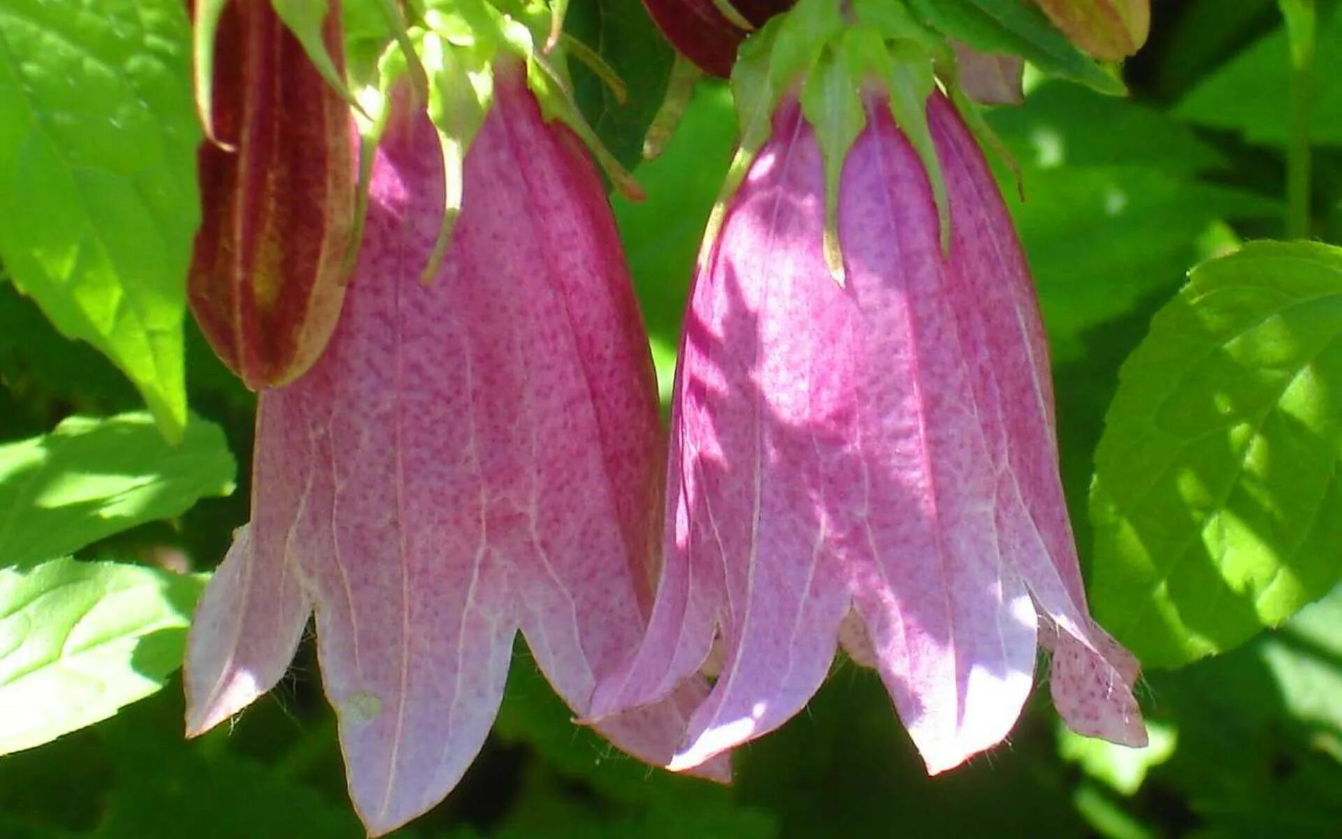 Колокольчик поникший. Колокольчик точечный Cherry Bells. Колокольчик точечный Пинк ред. Колокольчик точечный Панталунс. Колокольчик точечный (Campanula punctata).