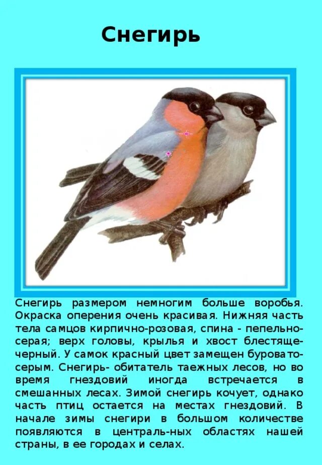 Снегирь птица поведение. Описание снегиря. Снегирь птица описание. Информация о Снегире. Снегирь характеристика.