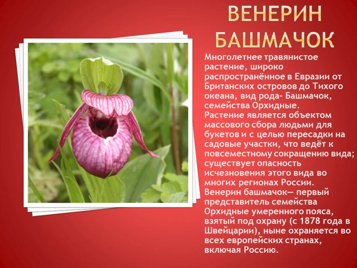 Растения занесенные в красную книгу россии сообщение