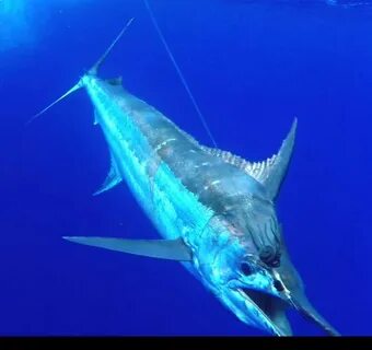 Blue marlin