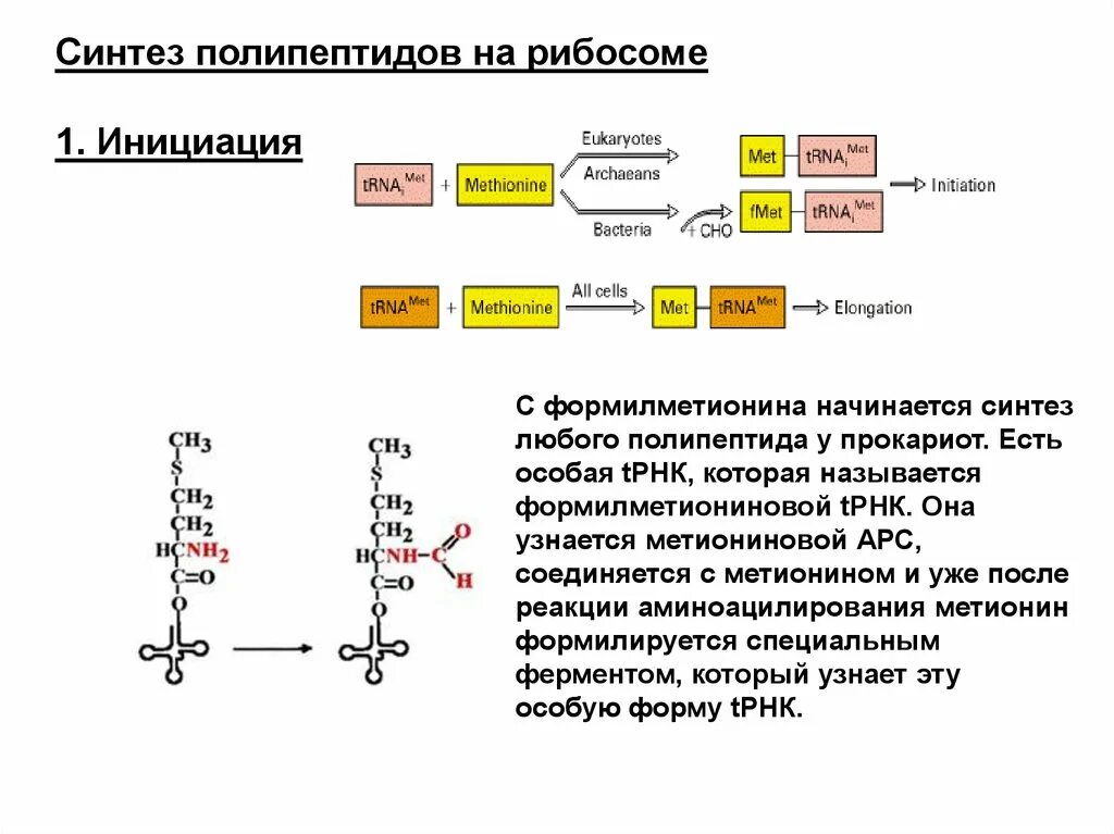 Синтез полипептида происходит. Синтез полипептида. Стадии синтеза полипептида схема. Биосинтез белка Синтез полипептида. Образование полипептида Синтез РНК схема.