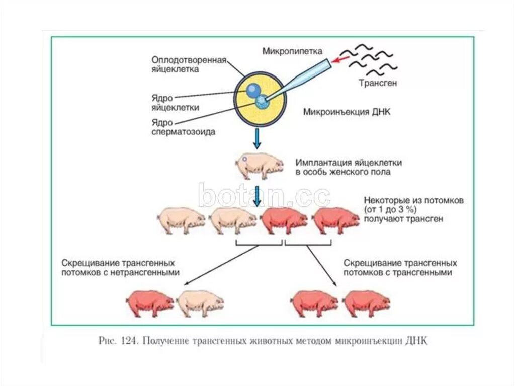 Установите последовательность этапов получения инсулина. Схема трансформации животных методом микроинъекции. Технология получения трансгенных животных. Схема получения трансгенных растений микроинъекция. Получение трансгенных животных генная инженерия.