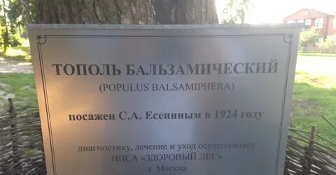 Дерево есенина