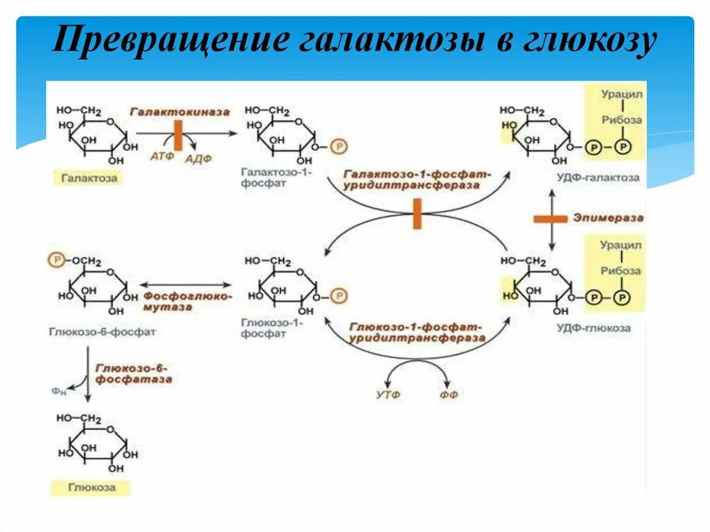 Нарушения фруктозы. Реакции превращения галактозы в глюкозу. Схема превращения фруктозы в глюкозу. Синтез галактозы из Глюкозы схема. Реакции взаимопревращения галактозы и Глюкозы.