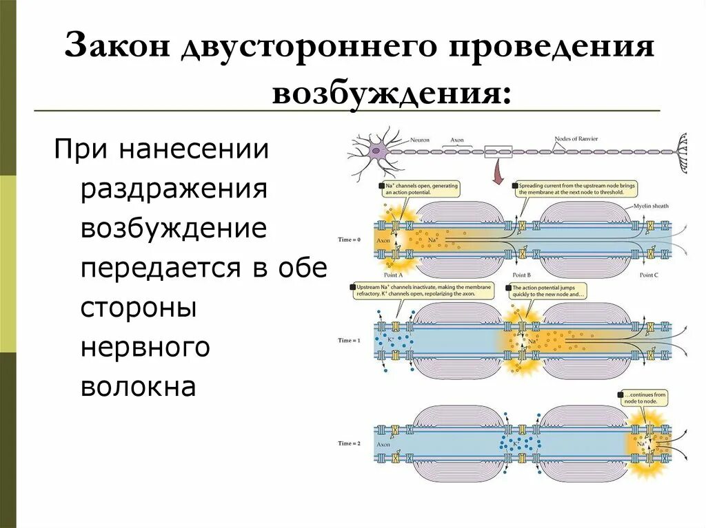 Двустороннего проведения возбуждения. Двустороннее проведение возбуждения по нервному волокну. закон двустороннего проведения. закон двустороннего проведения возбуждения. закон двухстороннего проведения возбуждения.
