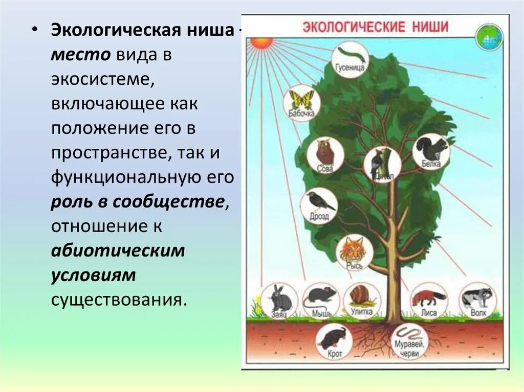 Чем различаются местообитания и экологическая ниша. Экологическая ниша. Экологические ниши виды. Экологическая ниша это в экологии.