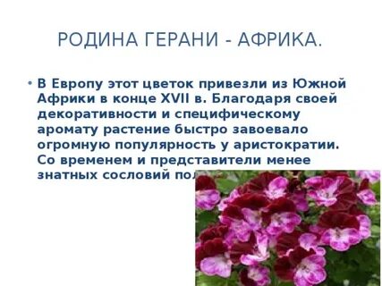Герань происхождение
