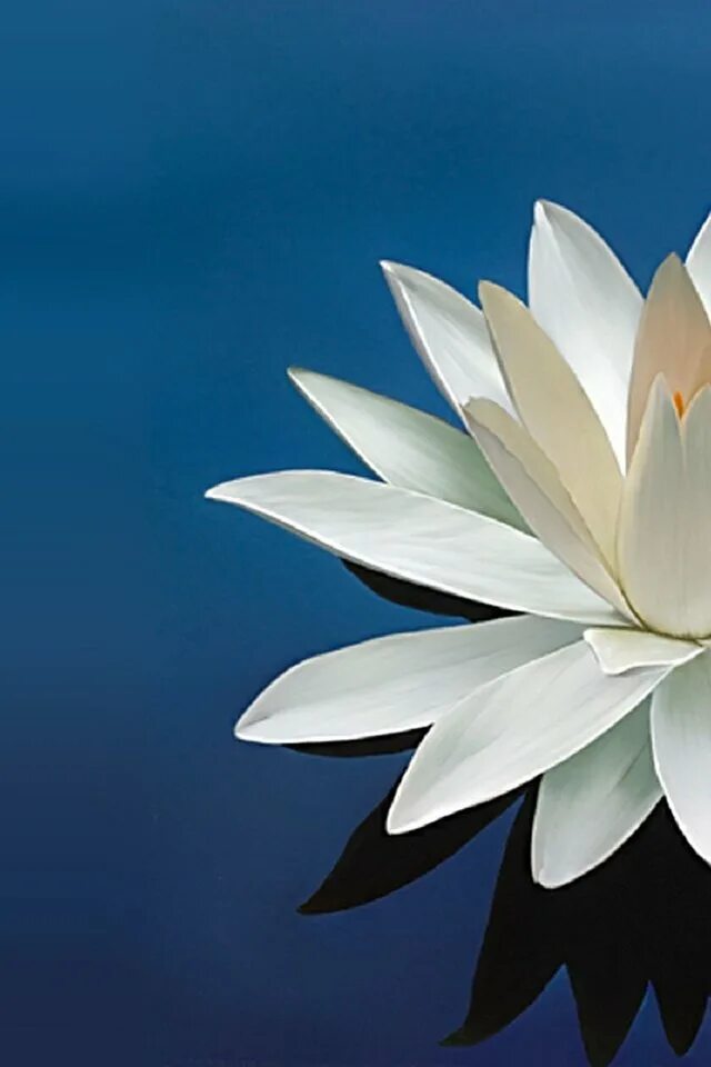 Белый лотос телефон. Лотос кувшинка. кувшинка лилия лотос. белый лотос / the white lotus. изображение лотоса.
