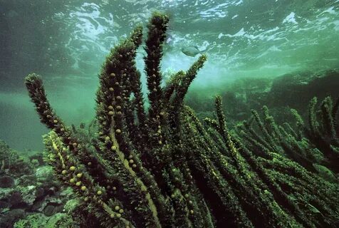 В море есть водоросли