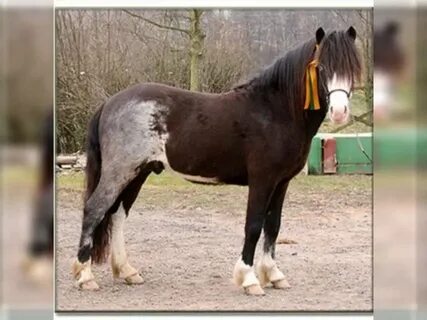 Horse sale