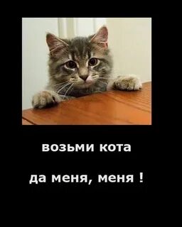 Забери кота