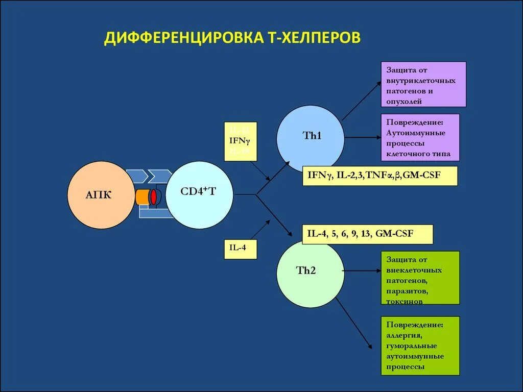 Обеспечение иммунного ответа. Дифференцировка т хелперов типов th1 и th2. Т хелперы 2 цитокины. Функция т хелперов 1 типа. Цитокины т хелперов 1 типа.