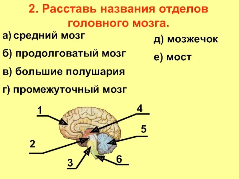 Задний головной мозг включает отделы