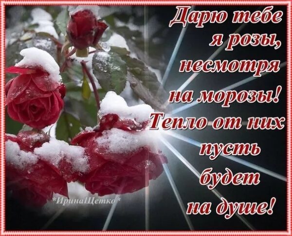 Подарю тебе розу слова. Открытка душевного тепла. Зимние розы с пожеланием. Пожелания доброго зимнего утра. Доброго зимнего дня.