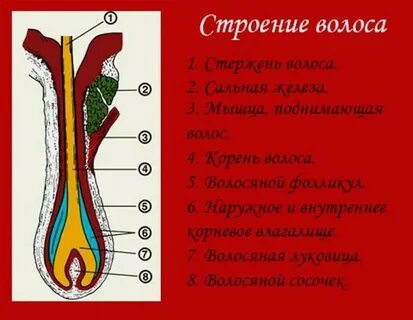 Средний слой волосяного стержня