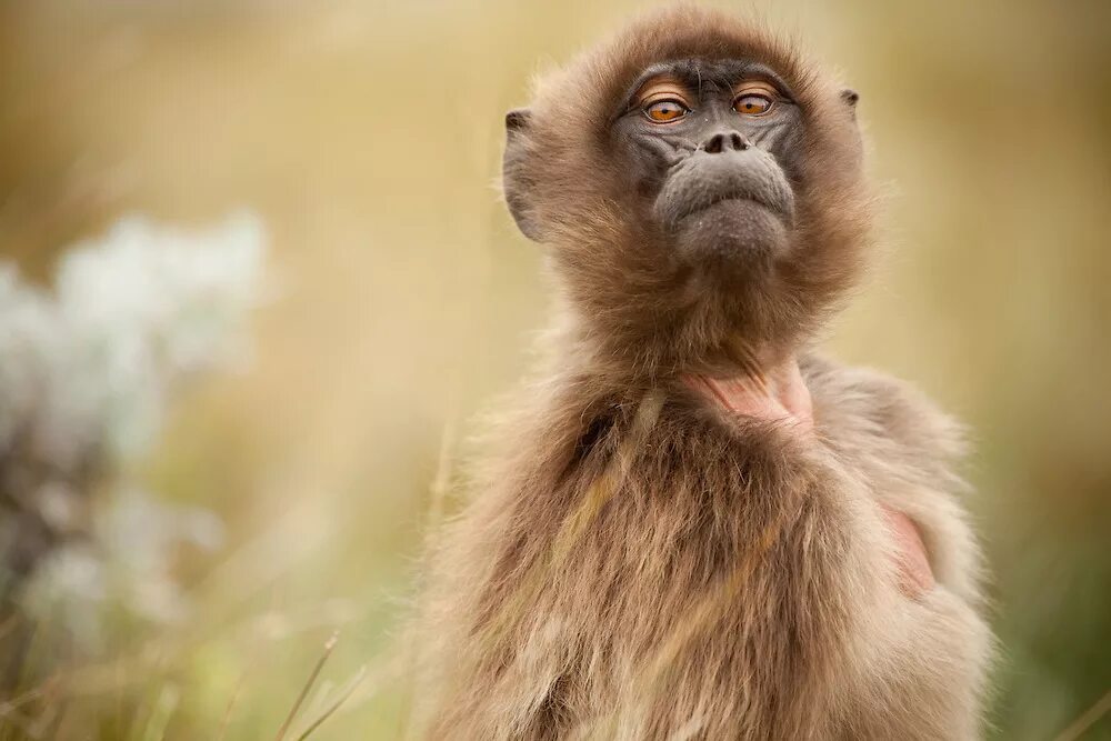 Наблюдать обезьяна. Theropithecus gelada. Красивые самочки обезьяны. Понгиды. Обезьяны раньше.