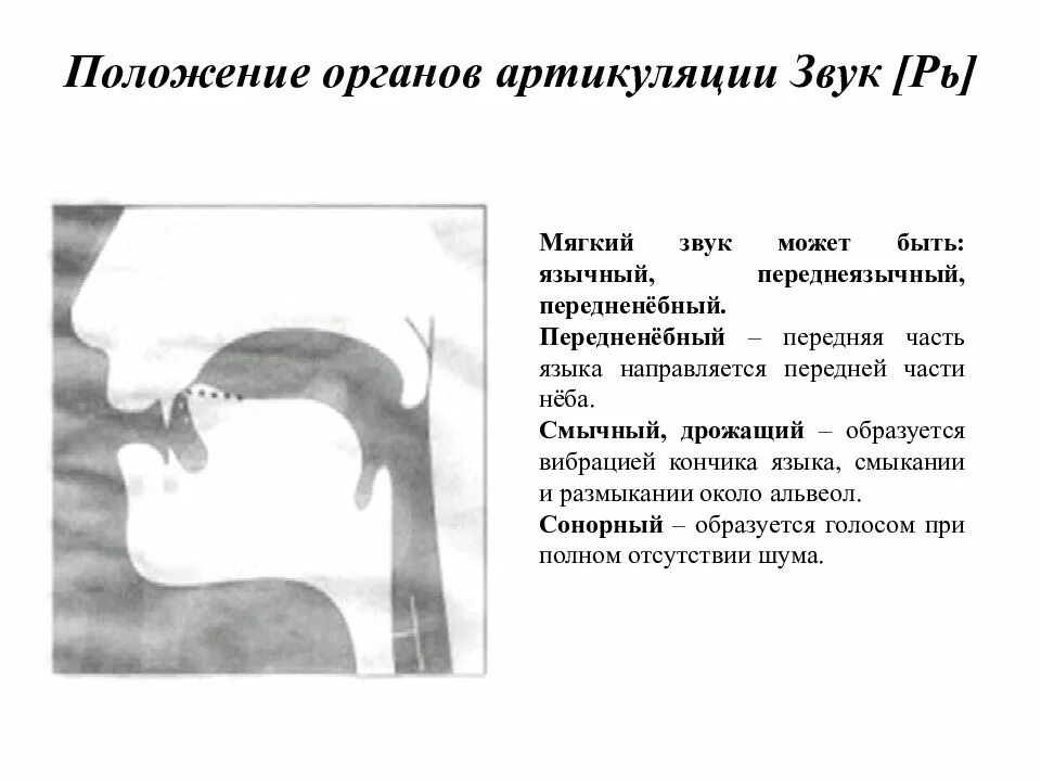 Положение органов артикуляции