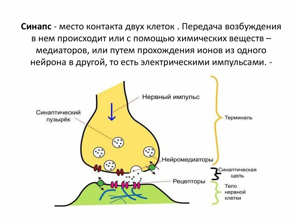 Синапс фикбук. Схема строения синапса. схема химического синапса физиология. строение синапса нервная система. схема передачи импульса через синапс.