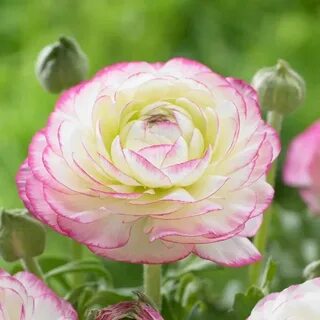 Ранункулюс пикоти розовый