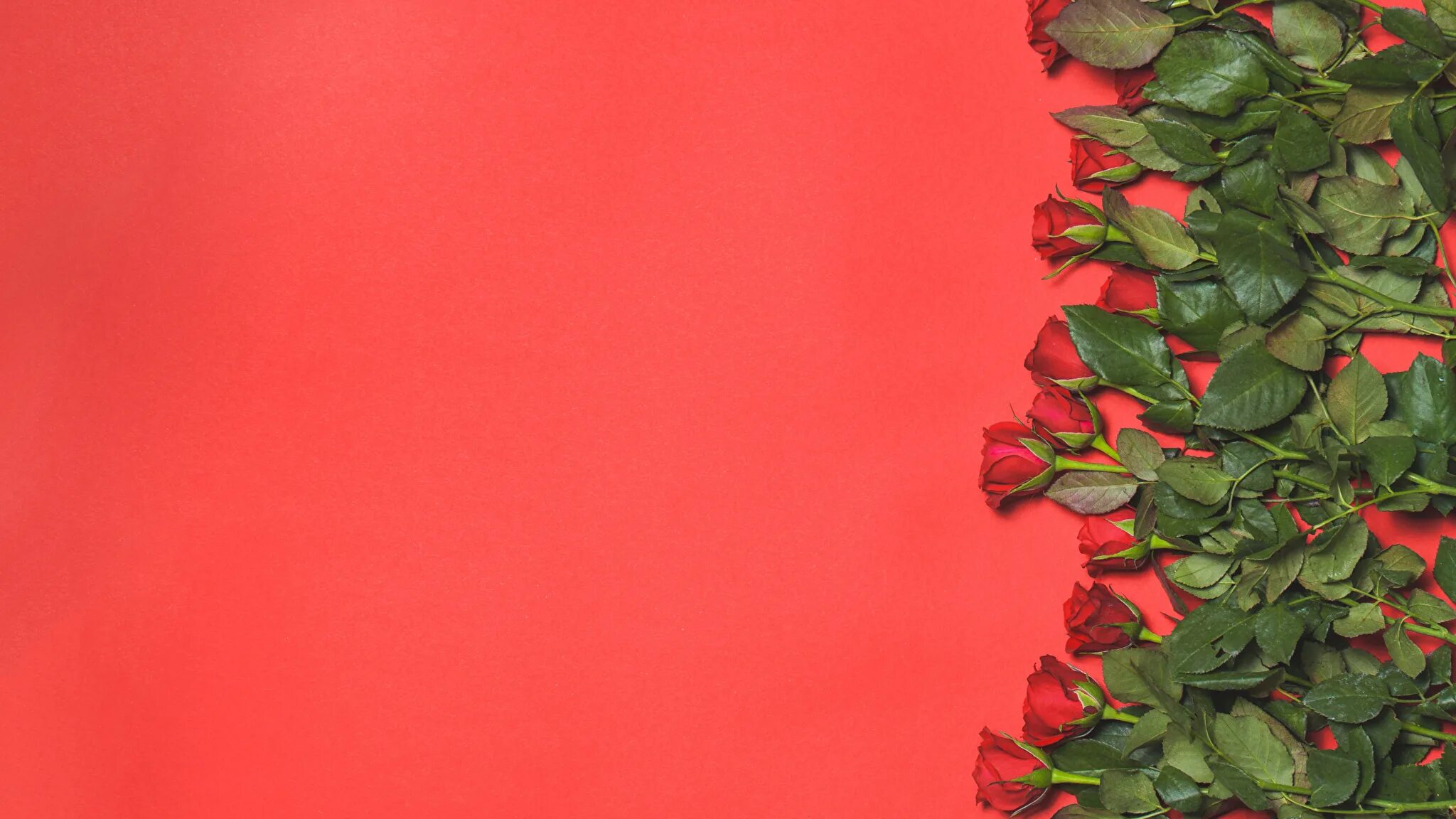 картинки цветов на красном фоне. красные цветы на розовом фоне. картинки цветов на красном фоне. цветы розы красные. бордовые розы фон.