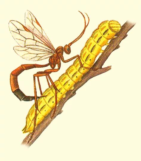 Белянковый наездник. Жук наездник ихневмониды. Отряд перепончатокрылые наездники. Наездник офион. Жук наездник рисса.