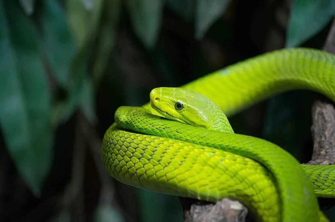 Змея по другому. Змеи узкоголовая мамба. Храмовая куфия. Зеленая змея ядовитая мамба. Зеленая мамба.