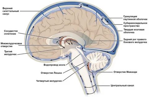 Источник: OpenStax / Wikipedia (Creative Commons Attribution 4.0 Internatio...