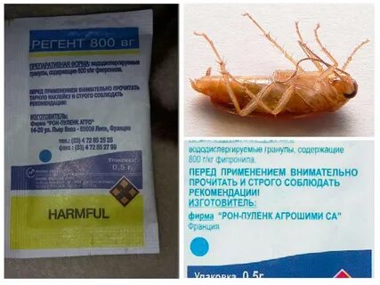 Регент от медведки