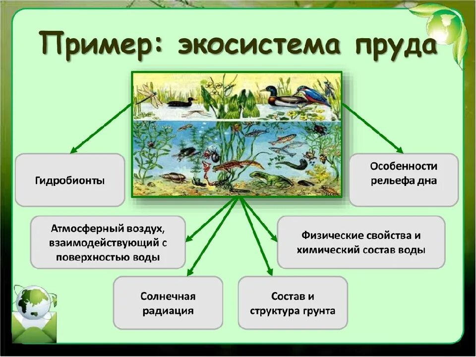Растение выполняют в природном сообществе роль