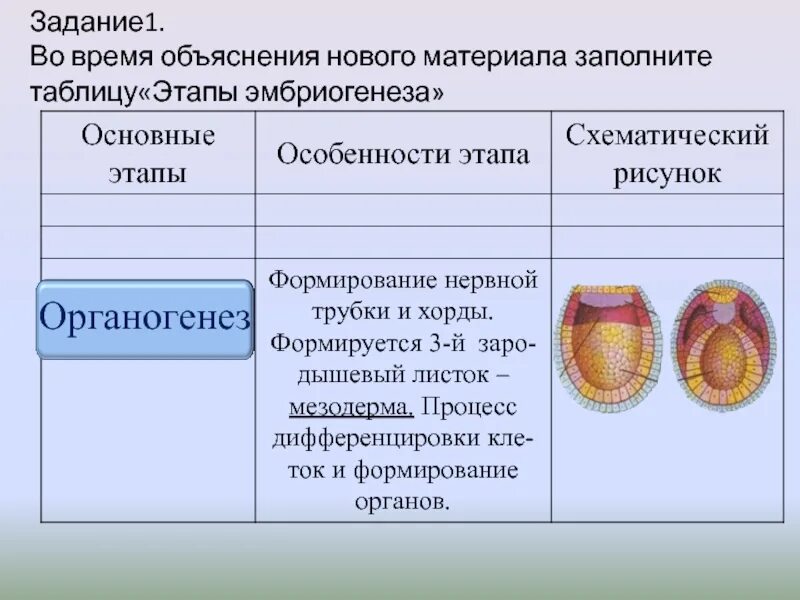 Система органов человека развивается из энтодермы