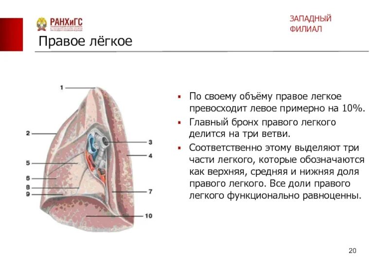 Правое легкое. Объем правого и левого легкого. Главный бронх правого легкого делится на. Левое легкое разделяется на. Левое легкое имеет