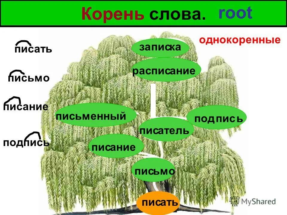 Корень в слове белый