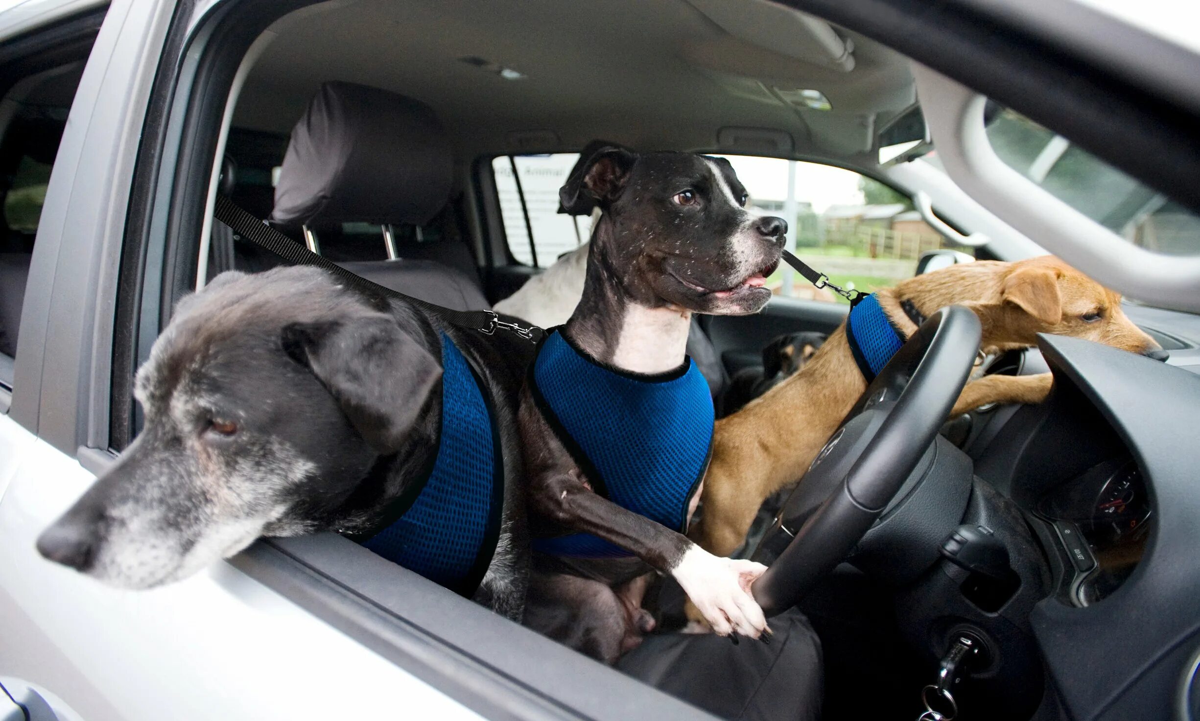 Для перевозки собак в автомобиле. Собака в авто. Можно машинку собак. Для перевозки собак в автомобиле. Собака в машине.