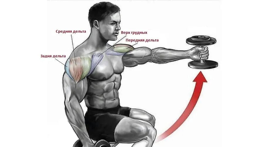 Гантели дельтовидные мышцы. Пойдём гантели перед собой. Фронтальные махи гантелями. Подъем гантелей перед собой. Махи гантелей перед собой.