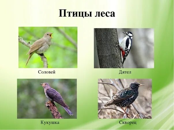 Сойка (80 фото): птица, пересмешница, как выглядит, описание, с синими крыльями,