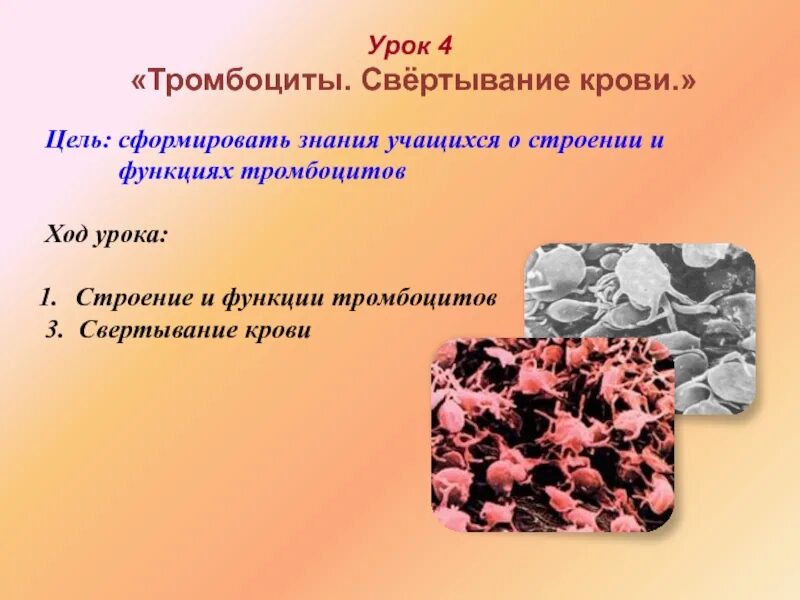 Выберите функции тромбоцитов. Роль тромбоцитов в свертывании крови. строение тромбоцитов в крови. тромбоциты функция свертывание крови. функции тромбоцитов в крови.