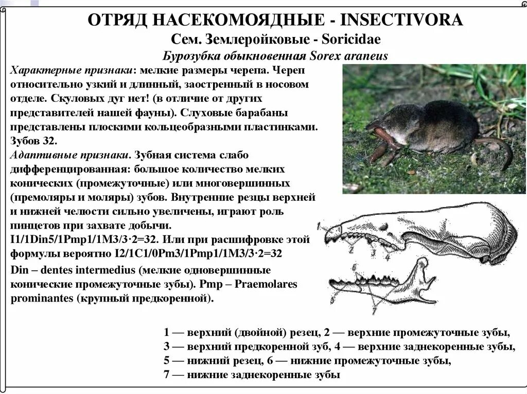 К насекомоядным млекопитающим относят