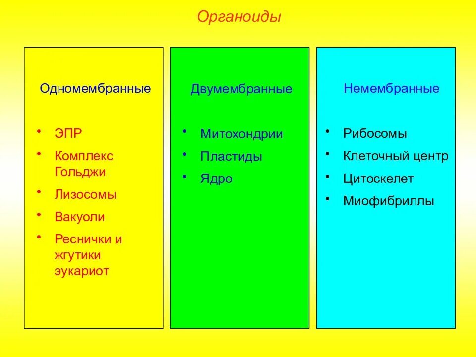 2 одномембранные органоиды клетки. Двумембранные органоиды клетки структура. двумембранные органеллы цитоскелет. двухмембранные органоиды таблица. цитоскелет двумембранные органоиды.